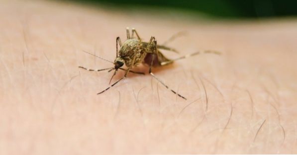 What are the symptoms of yellow fever? How does transmission occur?